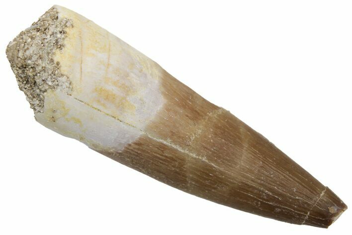 Fossil Plesiosaur (Zarafasaura) Tooth - Morocco #237471